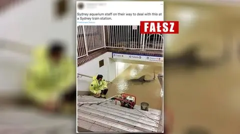 Powodzie w Australii: rekin na zalanej stacji kolejowej? Sprawdzamy