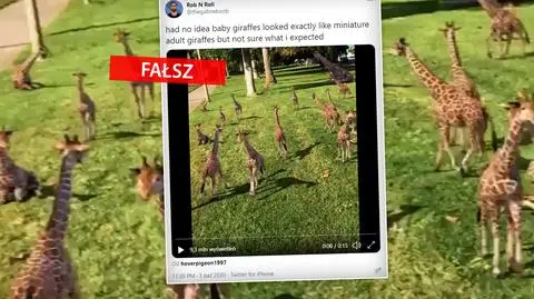 Nie, to wideo nie pokazuje młodych żyraf bawiących się w parku