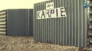 Przedświąteczne pytanie o los karpi (materiał z grudnia 2019 roku)