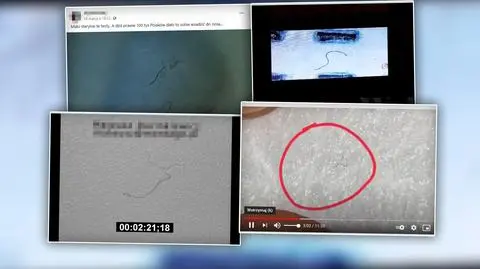 Morgellony i inne dziwne organizmy w maseczkach? "Powietrze jest pełne takich cząsteczek"