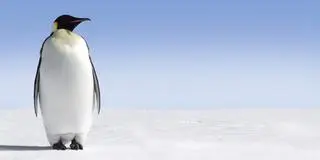 Pingwin cesarski
