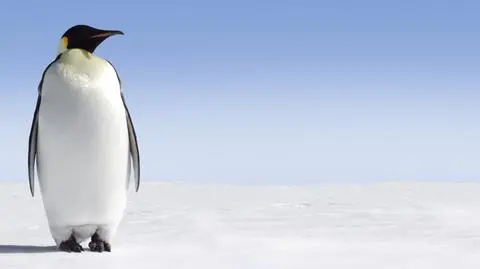 Większość zwierząt i roślin Antarktydy może wkrótce wyginąć