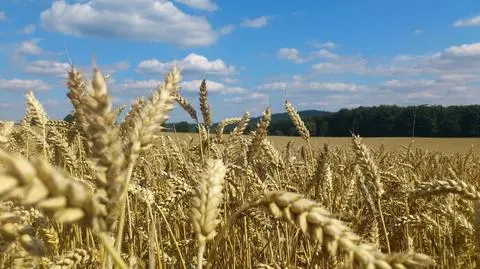 Za którego rządu obcokrajowcy kupili najwięcej ziemi? Sprawdzamy