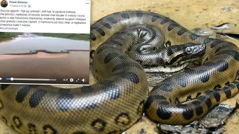 Gigantyczna anakonda pełza po internecie
