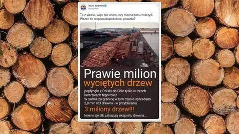 Senator publikuje dane o eksporcie drewna: "Nieprawdopodobne?" Jest jeszcze gorzej