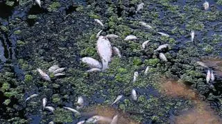 Śnięte ryby w Odrze w Szczecinie