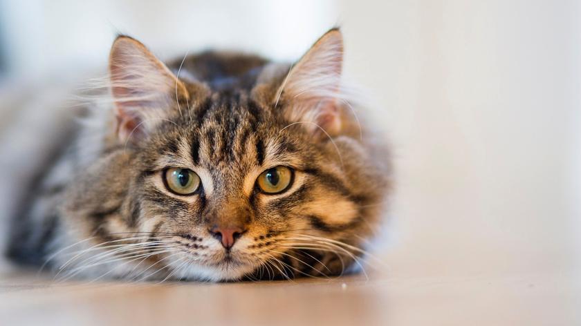 5 naukowo udowodnionych zalet posiadania kota