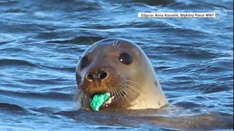 Foka pływała w Ujściu Wisły i zajadała się... plastikiem