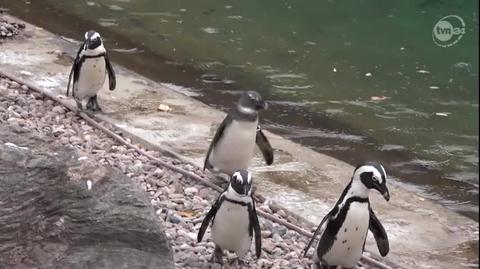 Pingwiny z wrocławskiego zoo wyjechały do Czech
