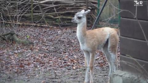 Mikołaj, młode gwanako z wrocławskiego zoo