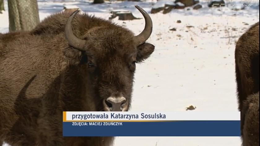 Tajemnice żubrów i innych zwierząt w Białowieskim Parku Narodowym (materiał archiwalny)